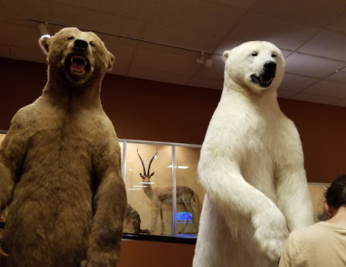 Two large taxidermy bears, one brown and one polar, stand side by side in a museum display.