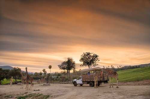 A truck parked on a dirt road with giraffes nearby, set against a colorful sunset sky.