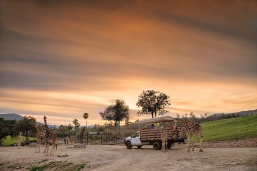 A truck parked on a dirt road with giraffes nearby, set against a colorful sunset sky.