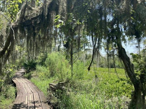 A wooden boardwalk winds through a lush, green wetland with hanging moss and vibrant vegetation.