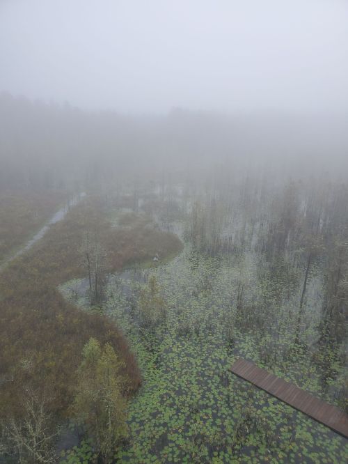 A misty wetland scene with water, lily pads, and a wooden path, surrounded by trees in a foggy atmosphere.