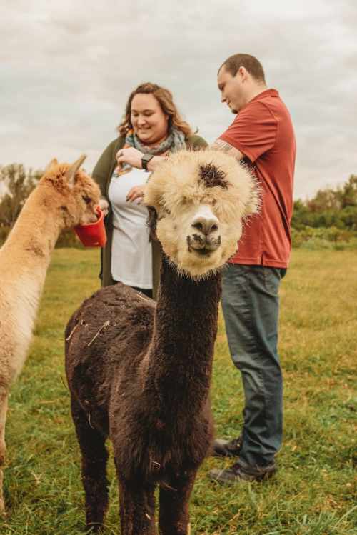 A woman and a man interact with two alpacas in a grassy field, one alpaca looking directly at the camera.