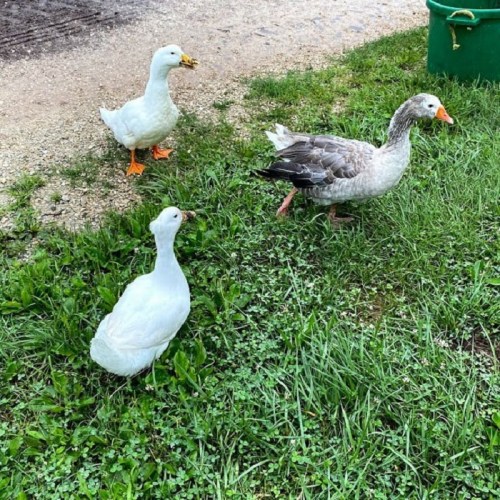 Three ducks walking on grass near a path, with a green bucket in the background.