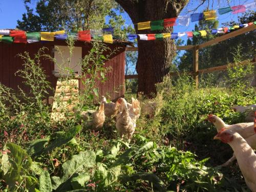 Chickens roam in a lush garden with colorful prayer flags hanging above a rustic shed.