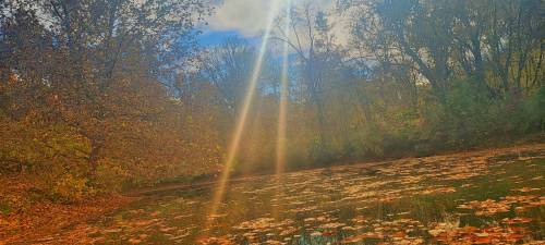 A serene landscape with a pond covered in fallen leaves, illuminated by sunlight filtering through trees.