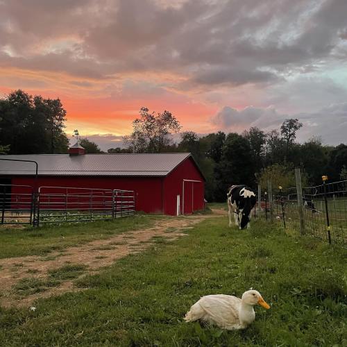 A serene farm scene at sunset, featuring a red barn, a cow grazing, and a duck resting on the grass.