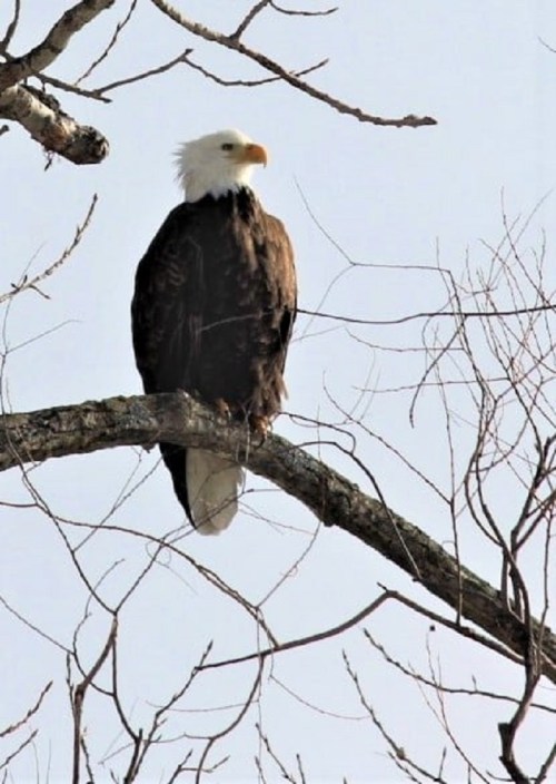 A bald eagle perched on a bare tree branch against a clear sky.
