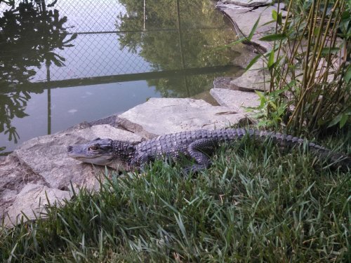A crocodile resting on rocks near a pond, surrounded by grass and plants. A fence is visible in the background.