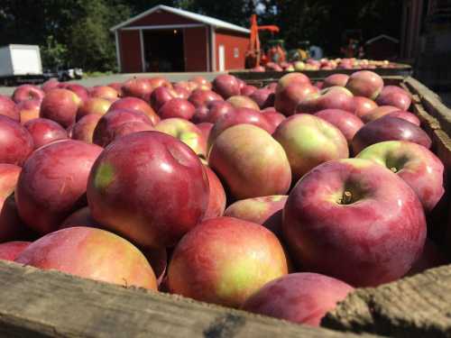 A close-up of red apples piled in a wooden crate, with a barn and orchard in the background.