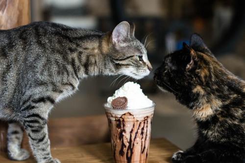 Two cats, one tabby and one tortoiseshell, lean in close to a chocolate milkshake topped with whipped cream.