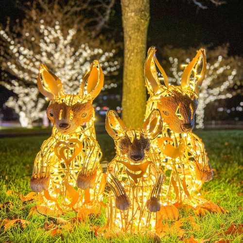 Three illuminated animal sculptures with large ears, surrounded by twinkling lights in a nighttime park setting.