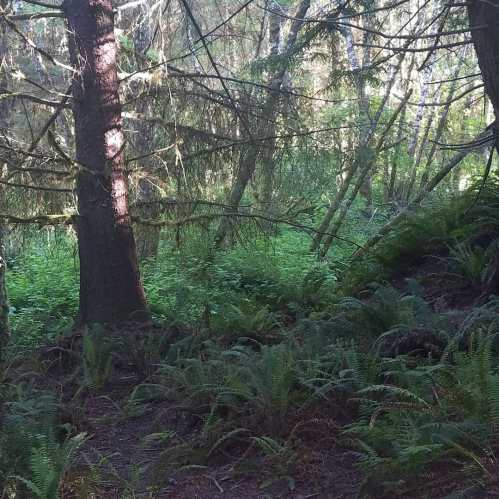 A dense forest scene with tall trees and lush green undergrowth, dappled sunlight filtering through the branches.