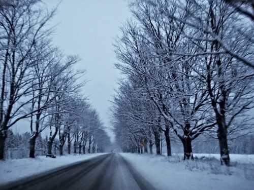 A snowy road lined with bare trees, creating a serene winter landscape under a gray sky.