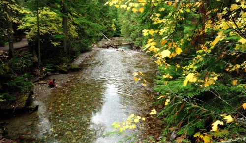 A serene river flows through a forest, with colorful autumn leaves and a person wading in the shallow water.