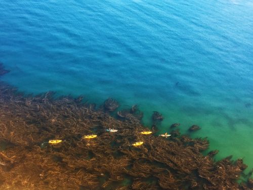 Aerial view of kayakers paddling through a vibrant blue ocean with seaweed below.