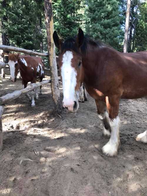 A brown horse with a white face stands in a wooded area, with another horse in the background.