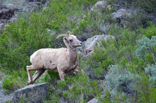 A mountain goat running through a rocky, green landscape with shrubs and bushes.