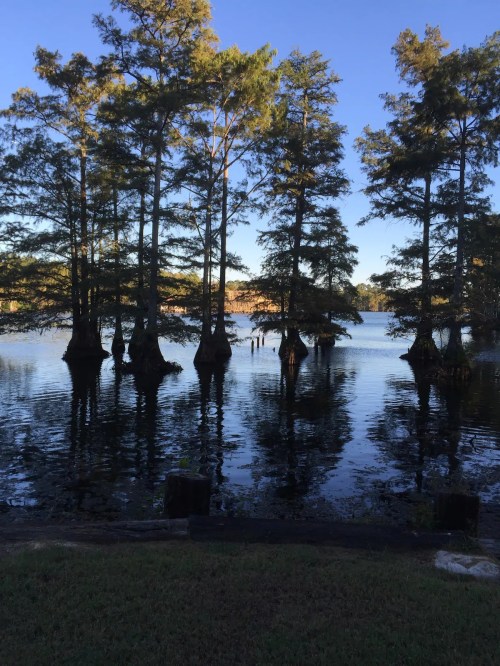 Silhouetted trees stand in calm water under a clear blue sky, reflecting the serene landscape.