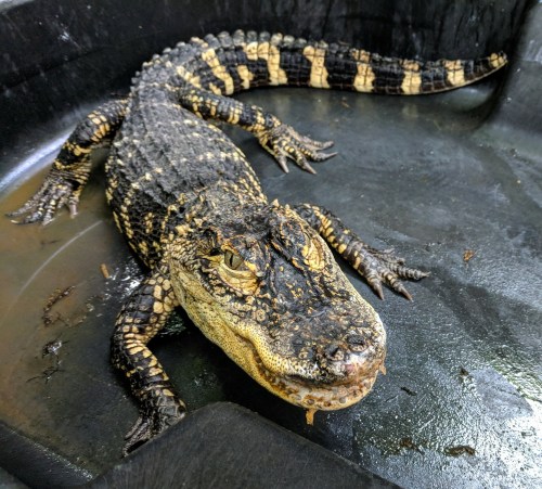 A close-up of a large alligator resting in a dark, wet enclosure. Its textured skin and eyes are clearly visible.