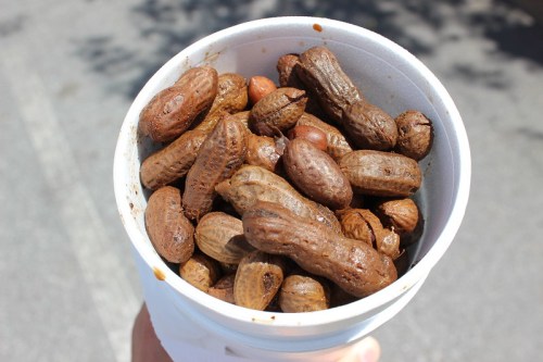 A cup filled with boiled peanuts, showcasing their brown, textured shells.