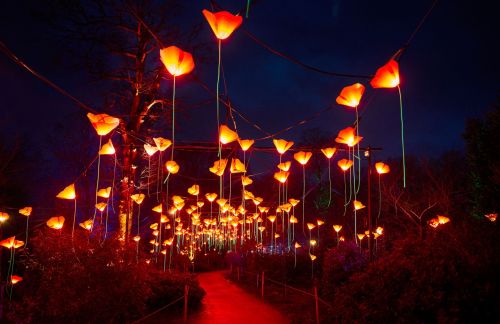 A pathway illuminated by glowing orange flower lanterns against a dark night sky.