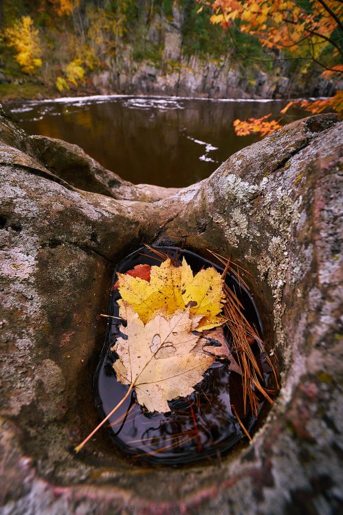 A close-up of a rock with a small pool of water, featuring yellow leaves and pine needles, surrounded by autumn foliage.