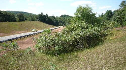 A grassy roadside with bushes and a distant yellow car on a sunny day, surrounded by trees and hills.