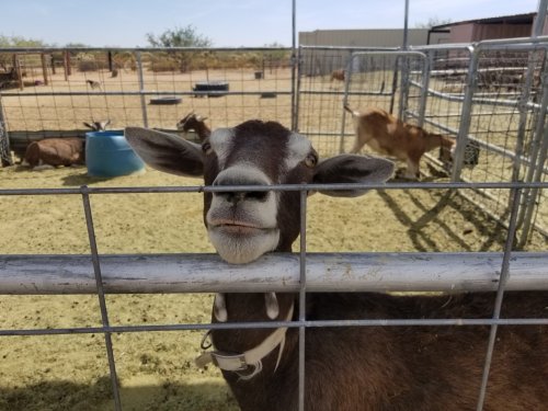 A goat with a curious expression leans against a fence in a pen, with other goats in the background.