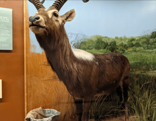 A mounted antelope with curved horns stands in front of a natural landscape backdrop in a museum exhibit.