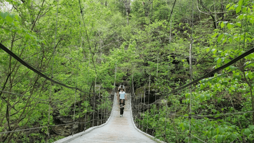 A person walks across a suspension bridge surrounded by lush green trees and foliage.