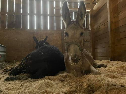 Two donkeys resting in a barn, one sitting upright and the other lying down on straw-covered ground.