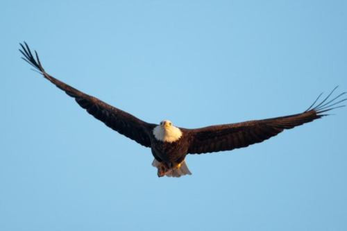A bald eagle soaring gracefully in a clear blue sky, wings fully extended.