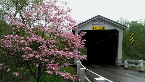 A covered bridge with a sign, surrounded by blooming pink flowers and greenery on a cloudy day.
