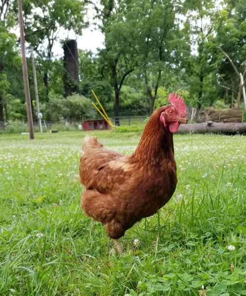 A brown chicken walking on green grass in a park-like setting with trees in the background.