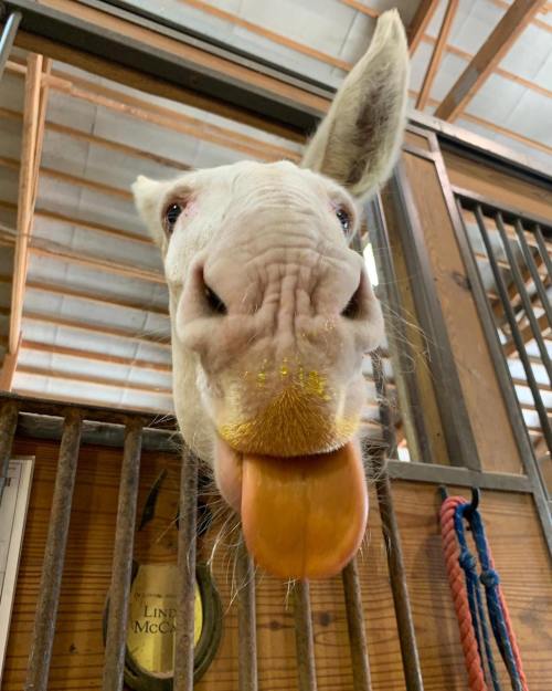 A close-up of a white horse sticking out its tongue inside a stable, with wooden bars in the background.