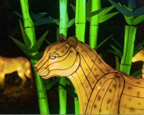 A glowing yellow lion lantern surrounded by vibrant green bamboo.