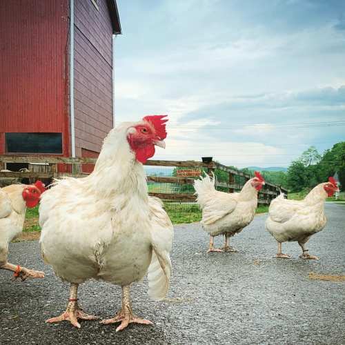A group of chickens walking on a gravel path near a red barn and green fields in the background.