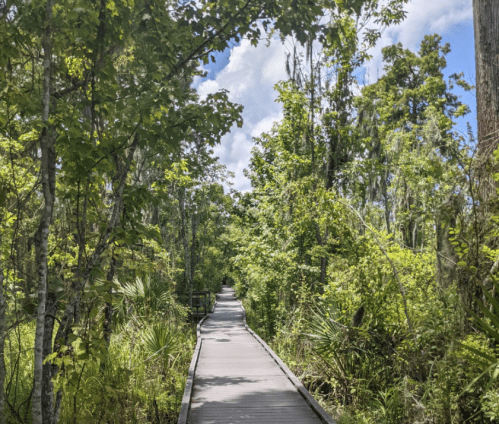 A wooden boardwalk winding through lush green vegetation under a bright blue sky with scattered clouds.
