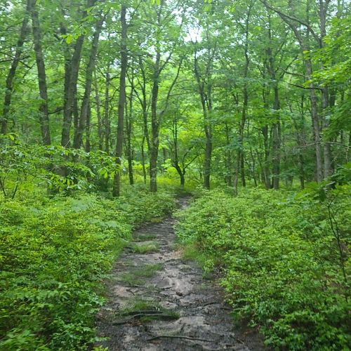A narrow, muddy path winding through a lush green forest with tall trees and dense underbrush.