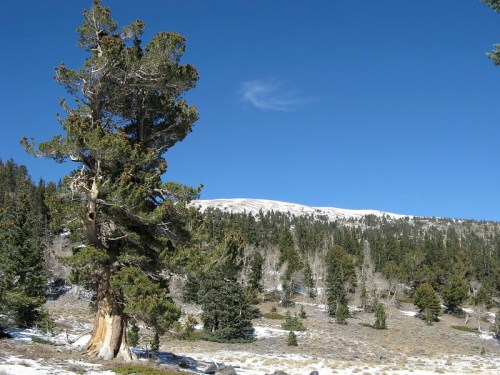 A tall tree stands in a snowy landscape with a clear blue sky and distant mountains in the background.
