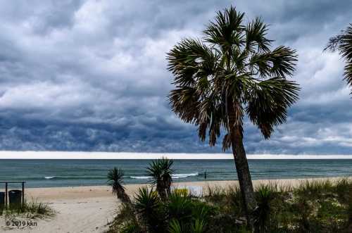 A beach scene with a palm tree in the foreground, dark clouds overhead, and calm ocean waves in the background.