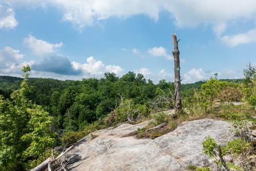 A rocky landscape with a lone tree stump, surrounded by lush green foliage and a blue sky with scattered clouds.