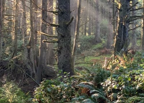 Sunlight filters through tall trees in a lush forest, illuminating ferns and moss-covered ground.