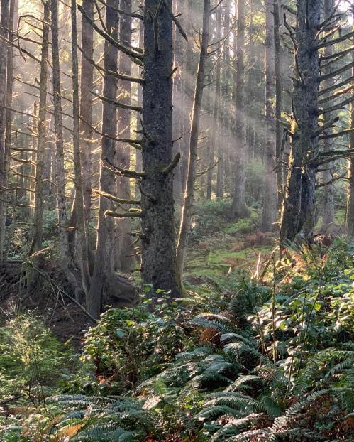 Sunlight filters through tall trees in a misty forest, illuminating lush ferns and creating a serene atmosphere.