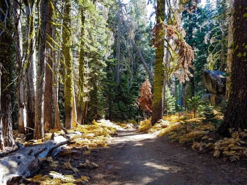 A sunlit forest path surrounded by tall trees and golden ferns, creating a serene and inviting atmosphere.