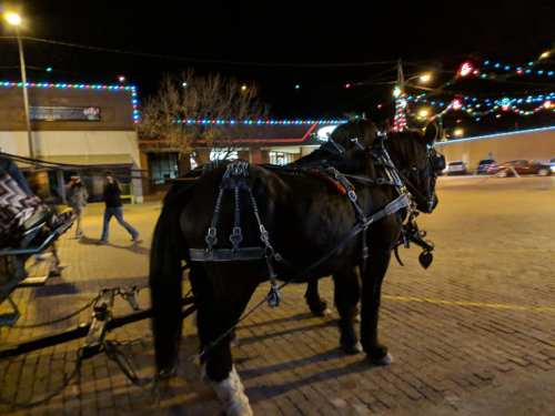 A black horse in harness stands on a street decorated with colorful lights at night, with people walking nearby.