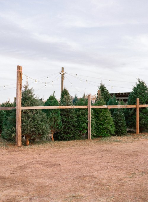 A field of evergreen trees behind a wooden fence, with string lights hanging above in a cloudy sky.