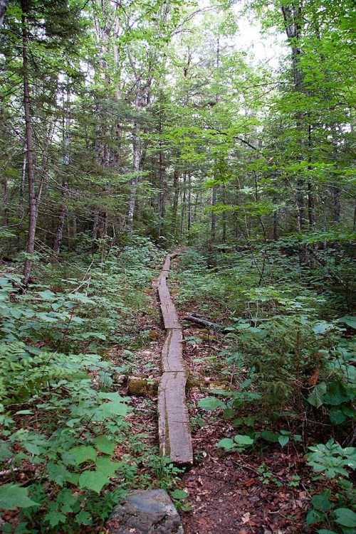 A wooden path winding through a lush green forest, surrounded by trees and dense foliage.