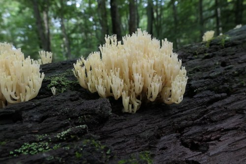 A cluster of pale, coral-like fungi growing on a dark, moss-covered log in a lush green forest.