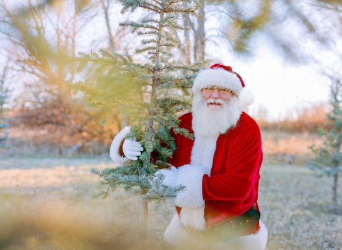 Santa Claus in a red suit and hat, smiling while holding a small evergreen tree outdoors.